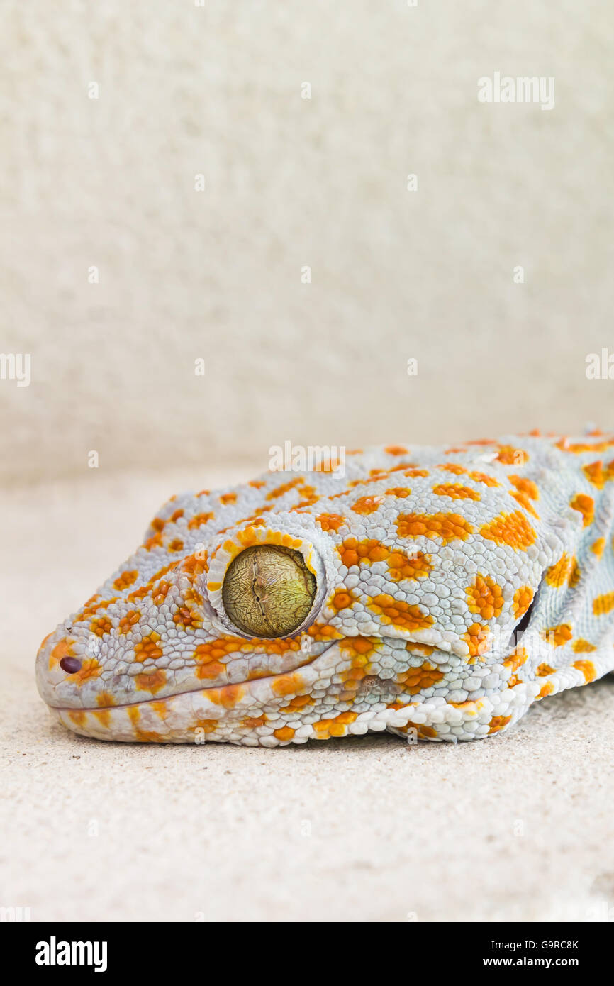 Focused eye and head gecko or gecko verticillatus, orange and grey colour dot knotted or ragged skin gecko on the floor, Gecko o Stock Photo