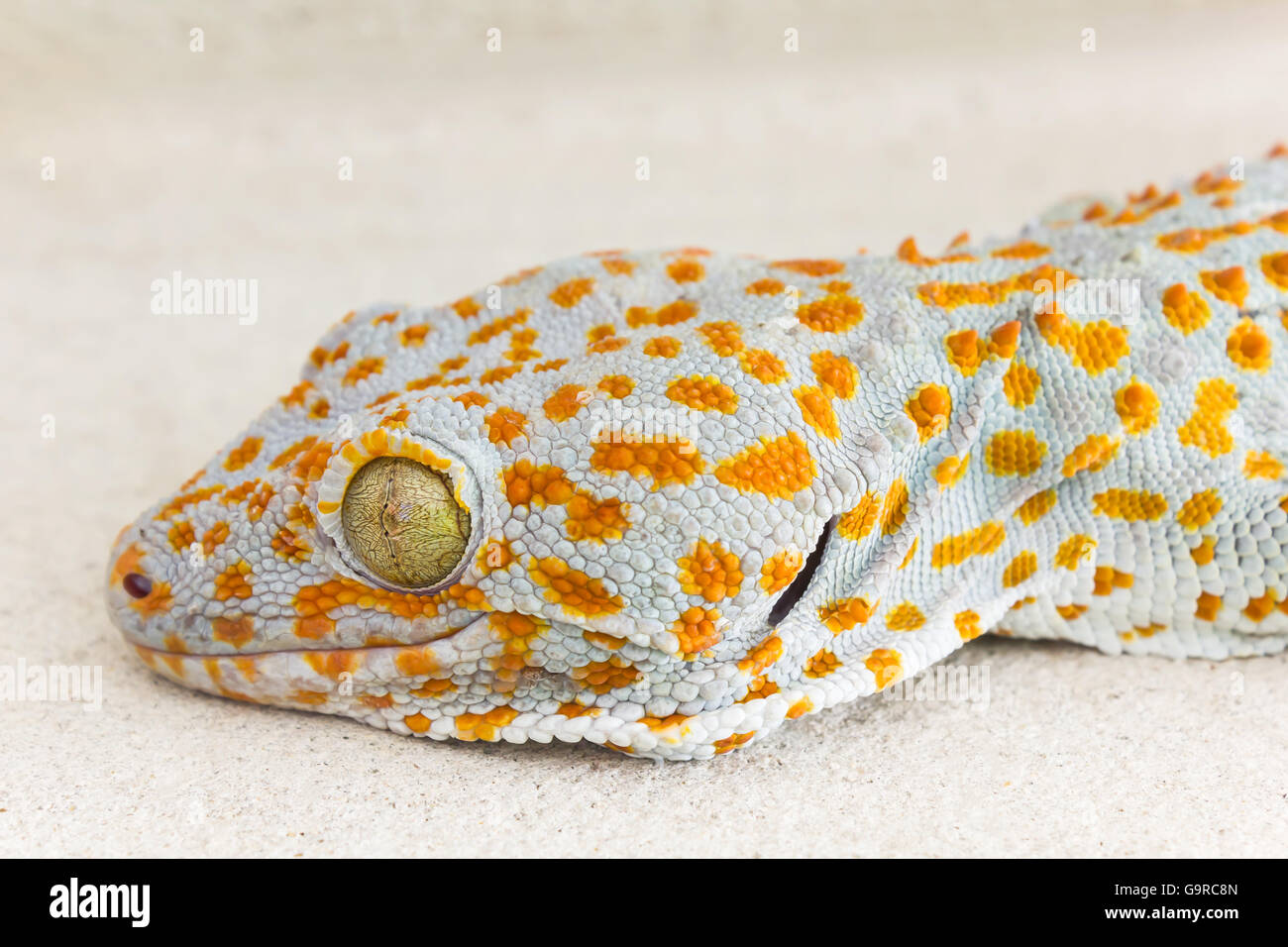 Focused eye and head gecko or gecko verticillatus, orange and grey colour dot knotted or ragged skin gecko on the floor, Gecko o Stock Photo