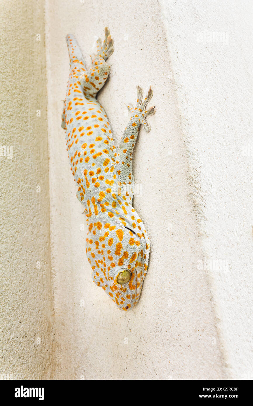 Focused eye and head gecko or gecko verticillatus, orange and grey colour dot knotted or ragged skin gecko on the wall, Gecko on Stock Photo