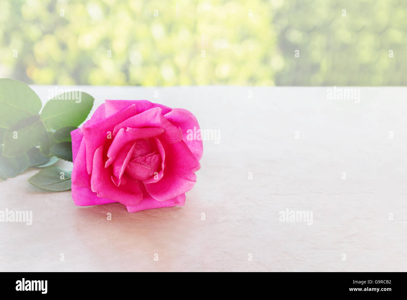 Classic pink rose hi-res stock photography and images - Alamy