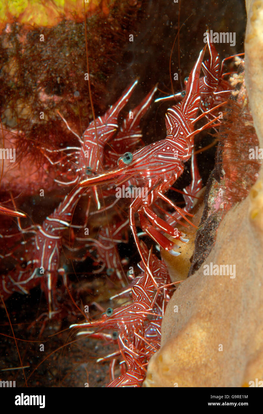 Durban Hinge-beak Shrimp, Bali, Indonesia / (Rhynchocinetes durbanensis) Stock Photo