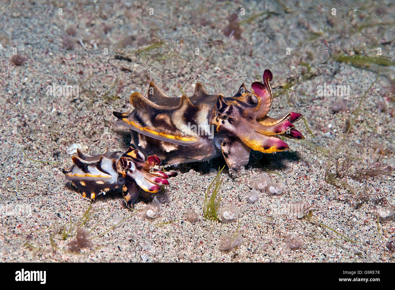 Pfeffer S Flamboyant Cuttlefish Male And Female Metasepia Stock Photo Alamy