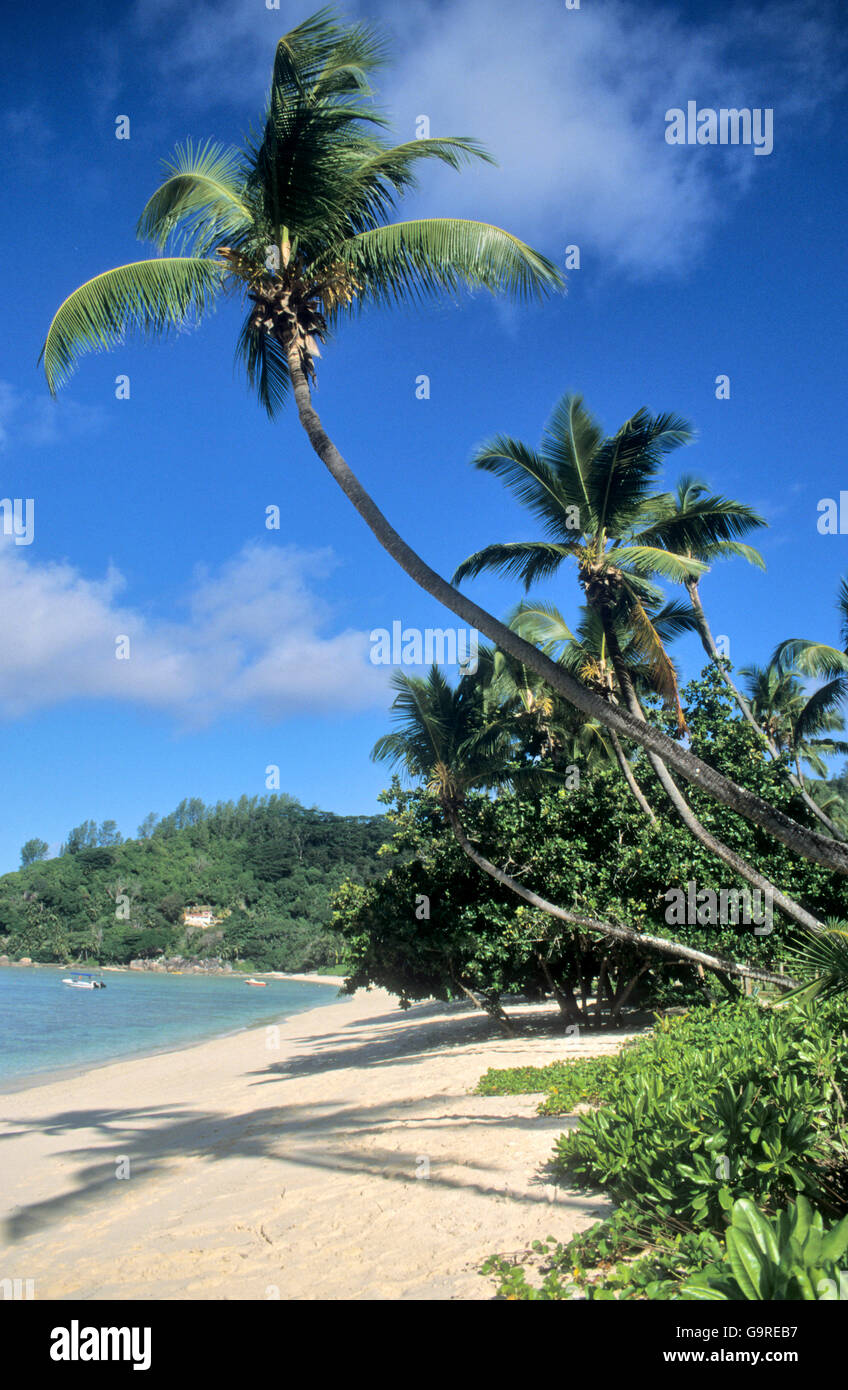 Palms at beach, Mahe, Seychelles Stock Photo