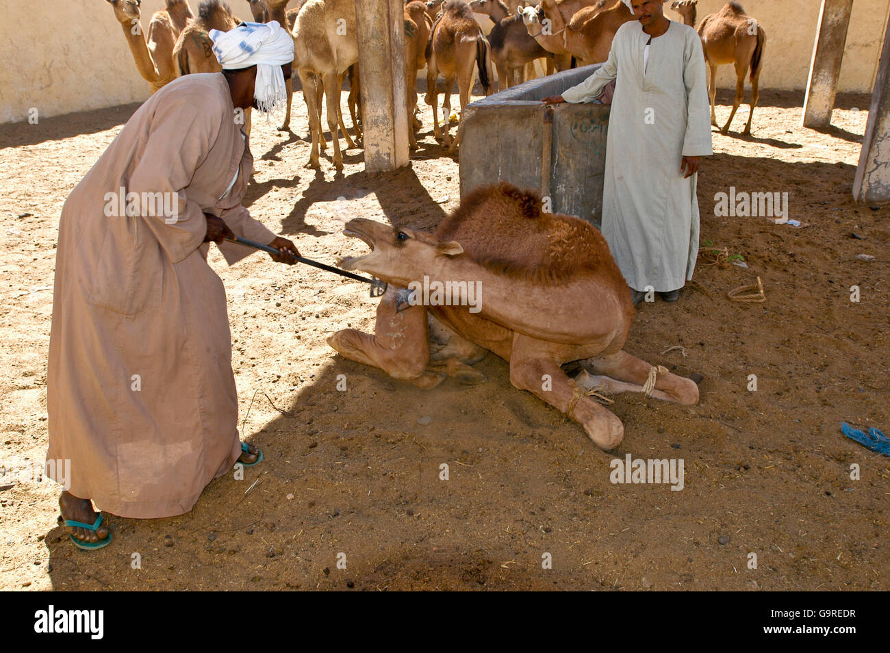 Man branding Dromedary, quarantine station of camel market, El Shalateen, Egypt / (Camelus dromedarius) / One-humped Camel Stock Photo