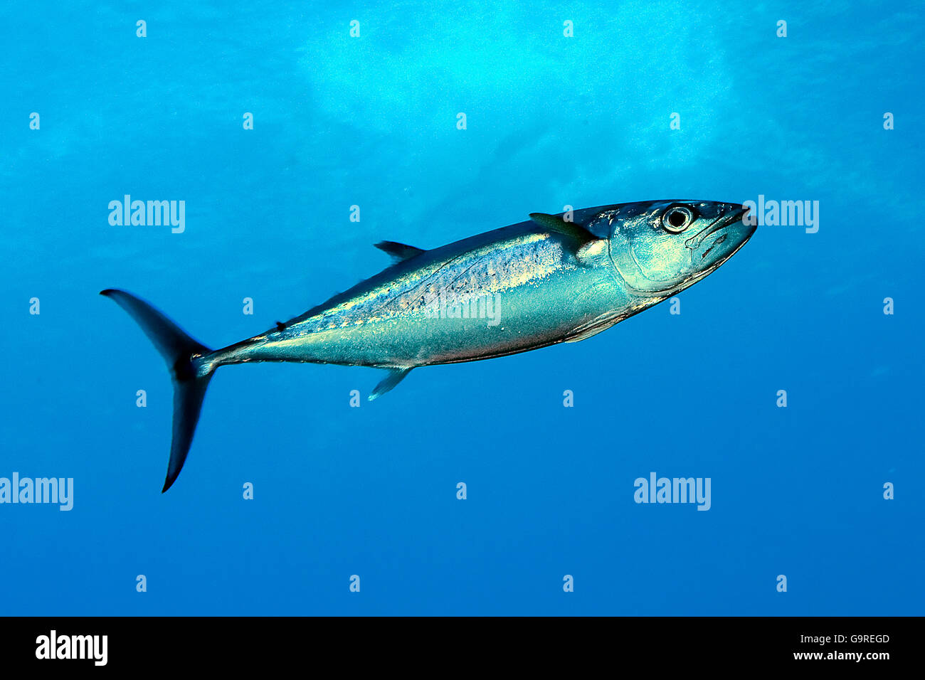 Dogtooth Tuna / (Gymnosarda unicolor) / side Stock Photo Alamy