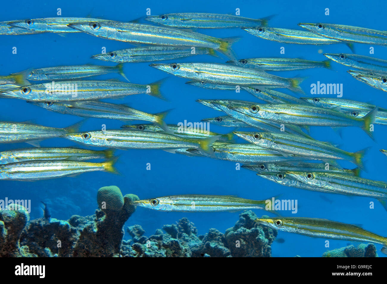 Yellowtail Barracudas, Red Sea / (Sphyraena flavicauda Stock Photo Alamy