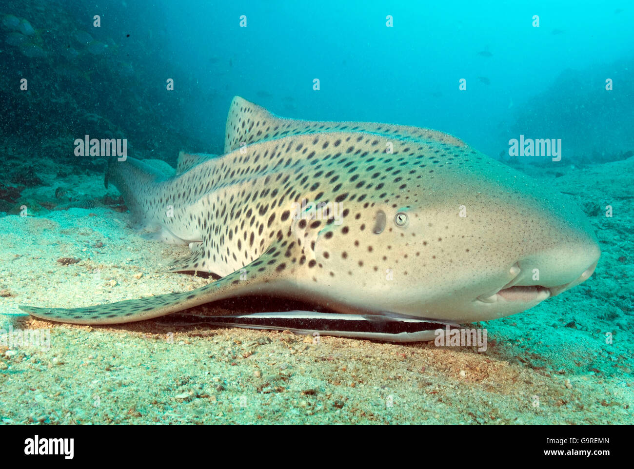 Zebra Shark, Phuket, Andaman sea, Thailand / (Stegostoma fasciatum) / Leopard Shark Stock Photo