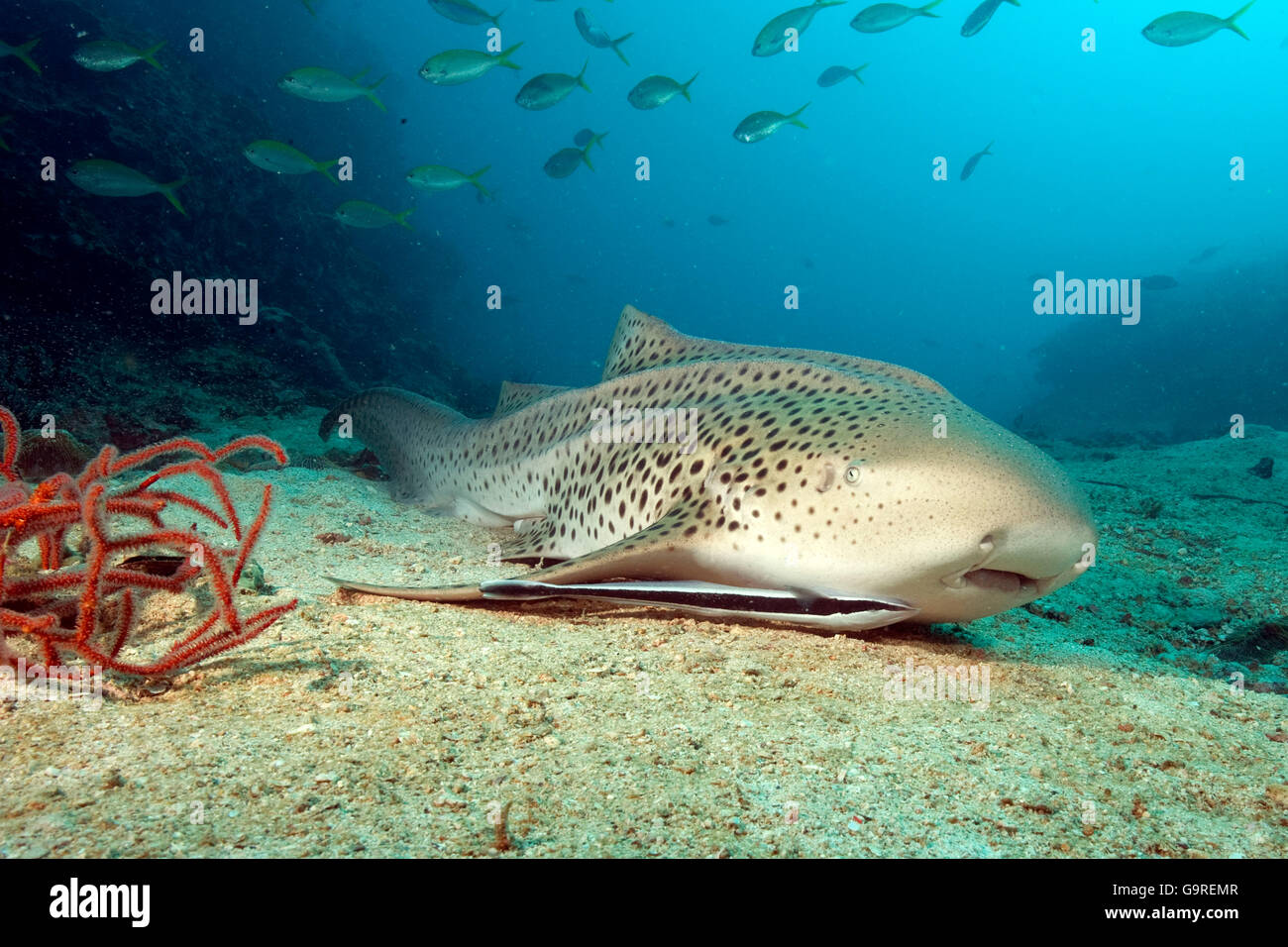 Zebra Shark, Phuket, Andaman sea, Thailand / (Stegostoma fasciatum) / Leopard Shark Stock Photo