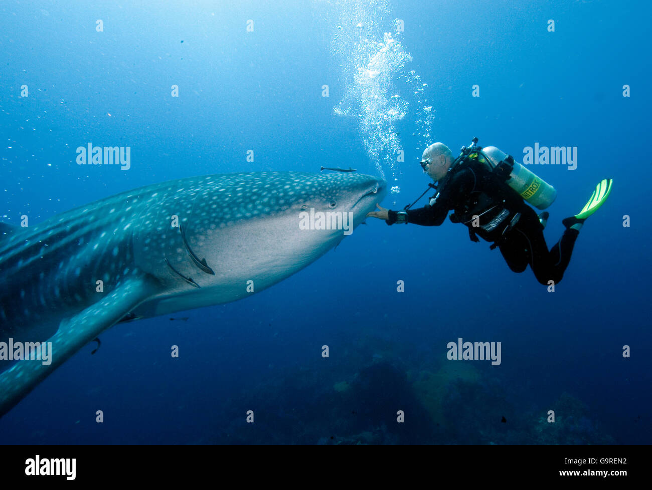 Whale Shark Rhincodon Typus Thailand Stock Photos Whale Shark