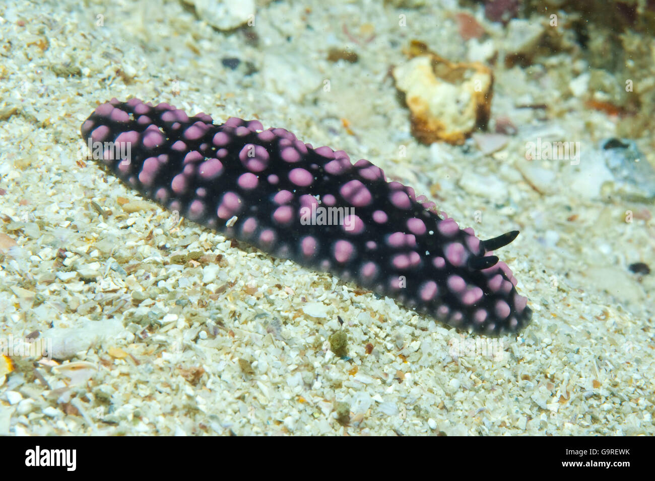 Pustolose Wart Slug, Red Sea (Phyllidiella pustulosa) Stock Photo