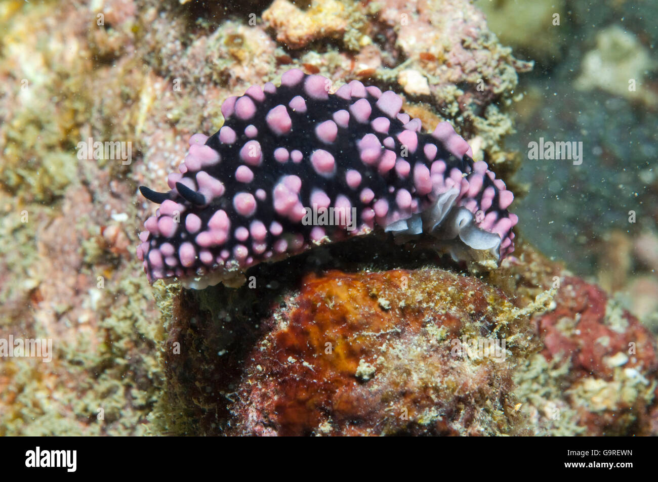 Pustolose Wart Slug, Red Sea (Phyllidiella pustulosa) Stock Photo