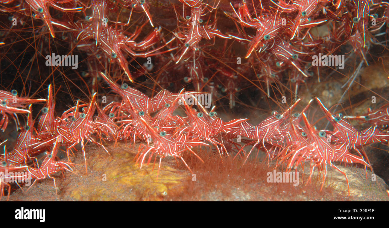 Dancing Shrimp / (Rhynchocinetes durbanensis) / Hinge-beak Shrimp, Camel Shrimp, Candy Shrimp Stock Photo