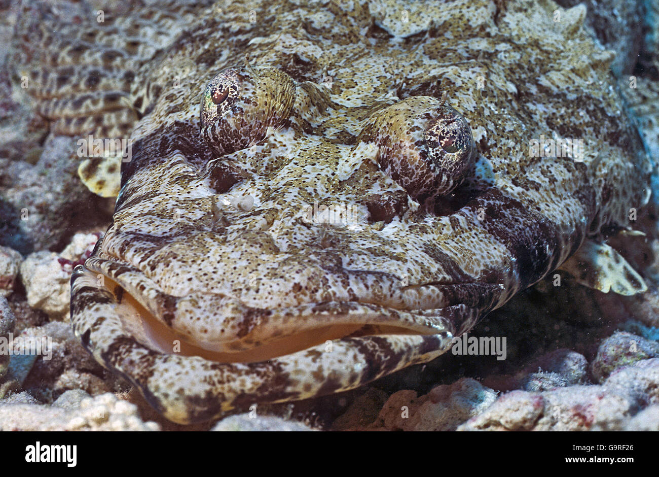 Carpet Flathead, Red Sea / (Papilloculiceps longiceps) Stock Photo