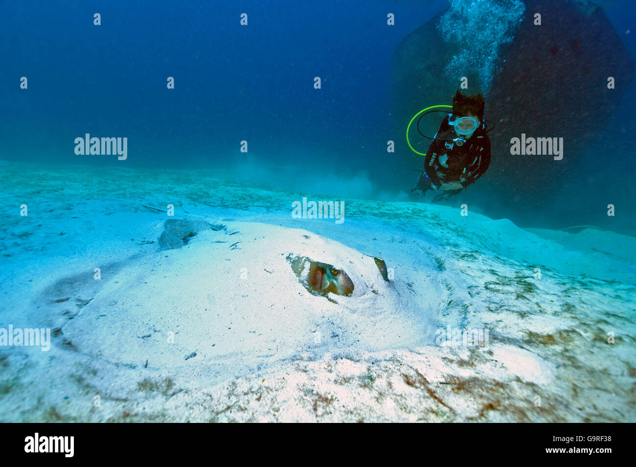 Diver and Atlantic Stingray, Bahamas / (Dasyatis americana) Stock Photo