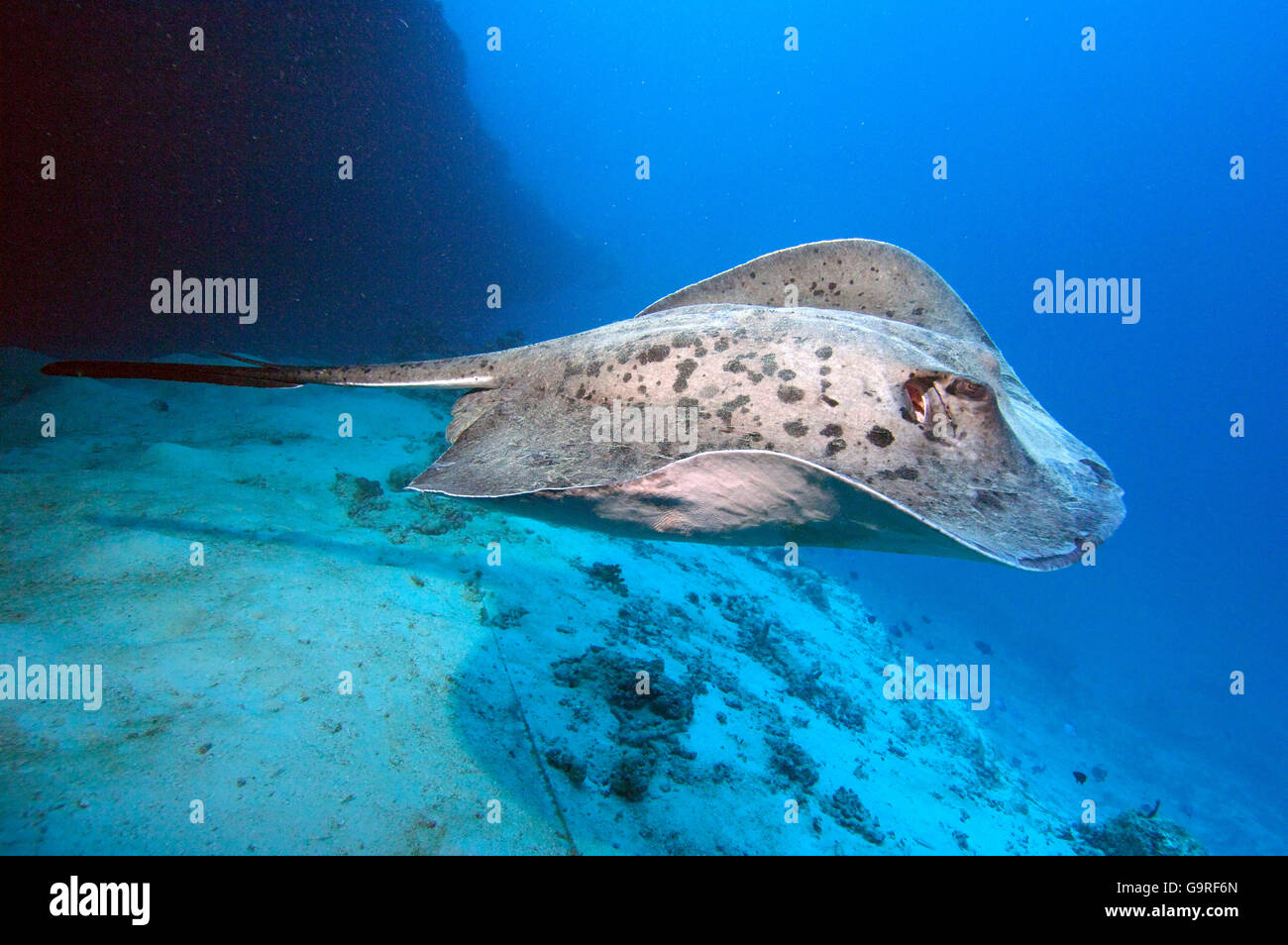 Blackspotted Stingray, Maldives / (Taeniura meyeni) Stock Photo