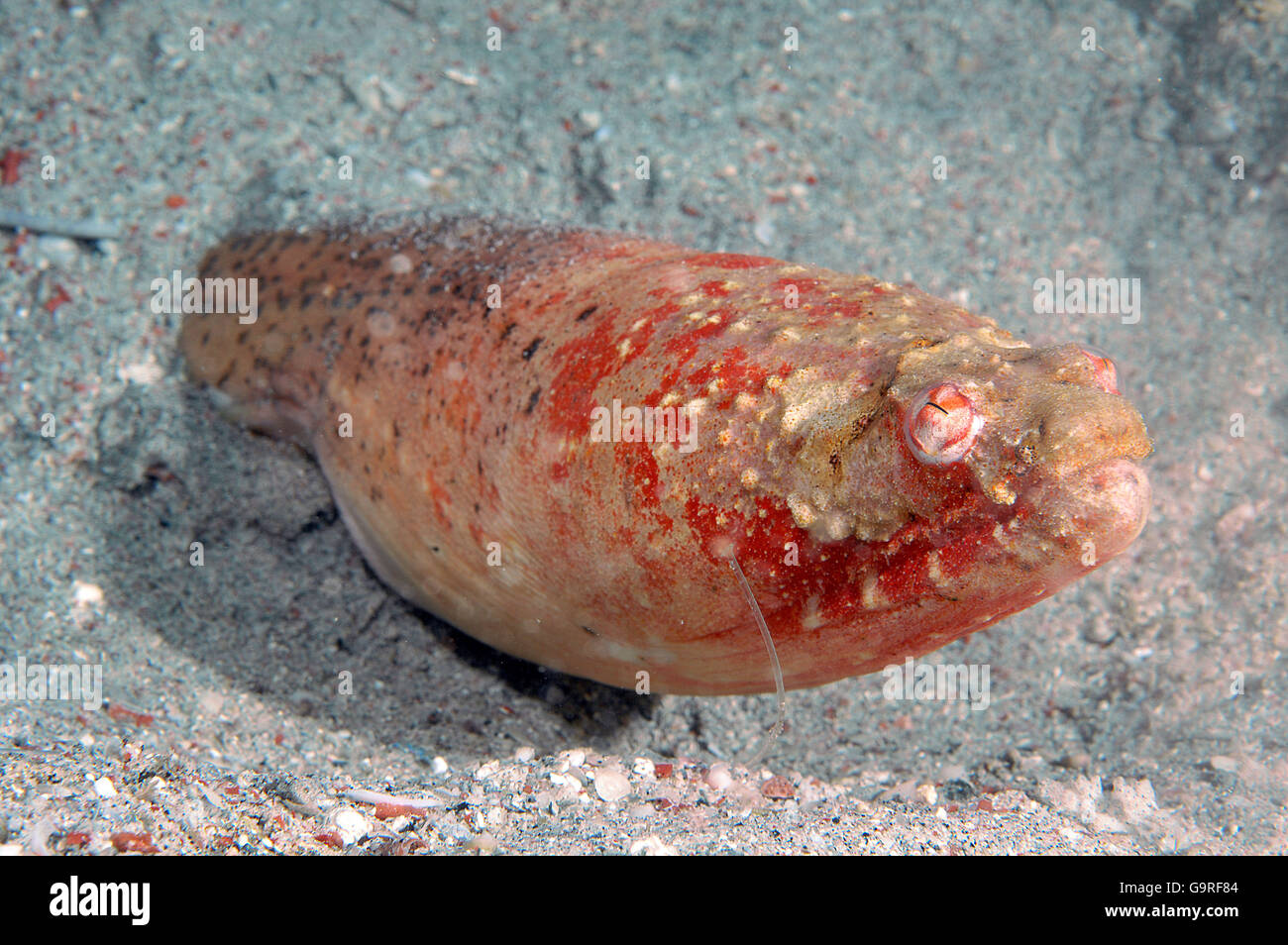 Stargazer Snake Eel / (Brachysomophis cirrocheilos) Stock Photo