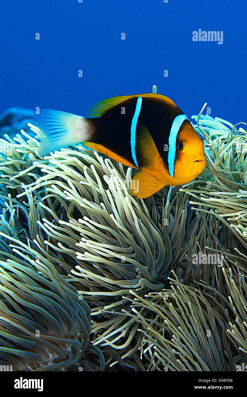 Orange-finned Anemonefish over sea-anemone / (Amphiprion chrysopterus) / clownfish Stock Photo