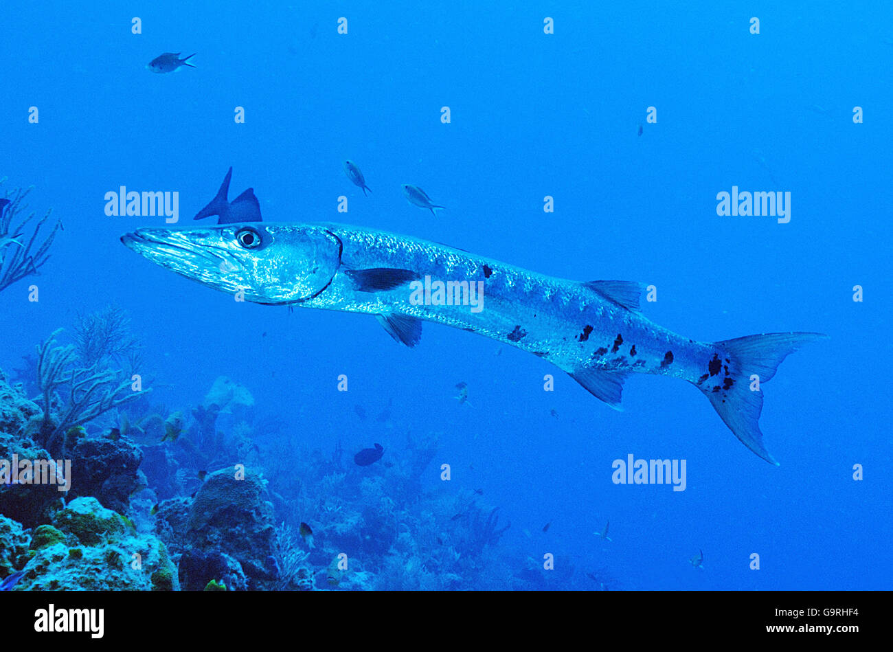 Great Barracuda, Maria La Gorda, Cuba / (Sphyraena barracuda) Stock Photo