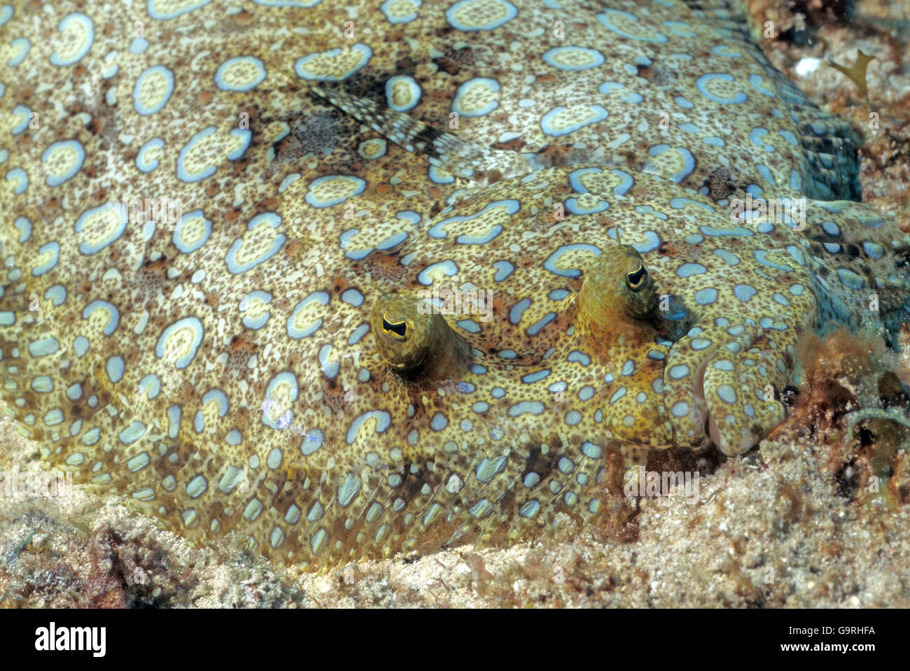 Eyed Flounder / (Bothus ocellatus) Stock Photo