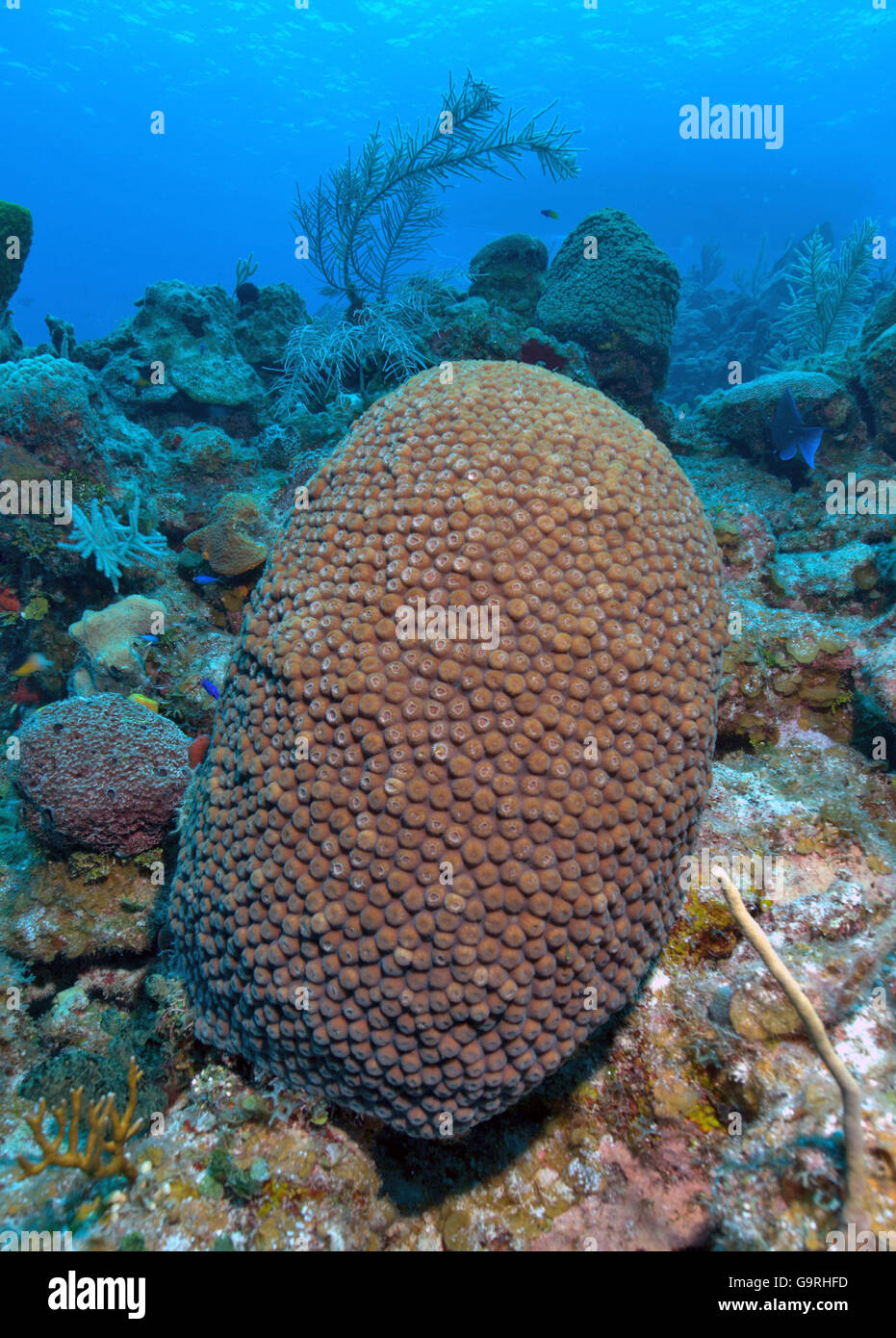 Great Star Coral / (Montastrea cavernosa) / Large Star Coral Stock Photo