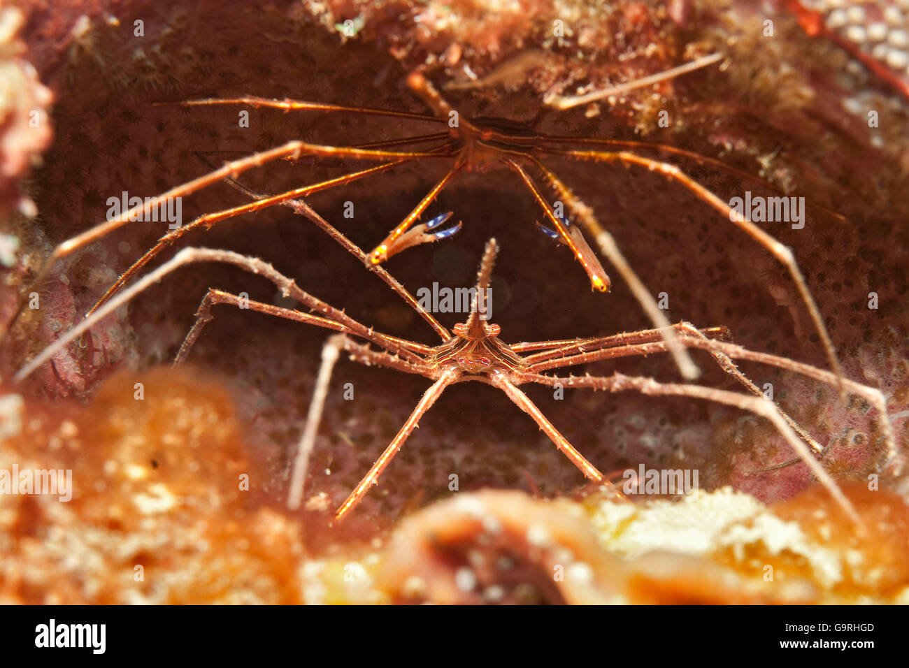 Yellow Line Arrow Crabs, Bahamas / (Stenorhynchus seticornis) Stock Photo
