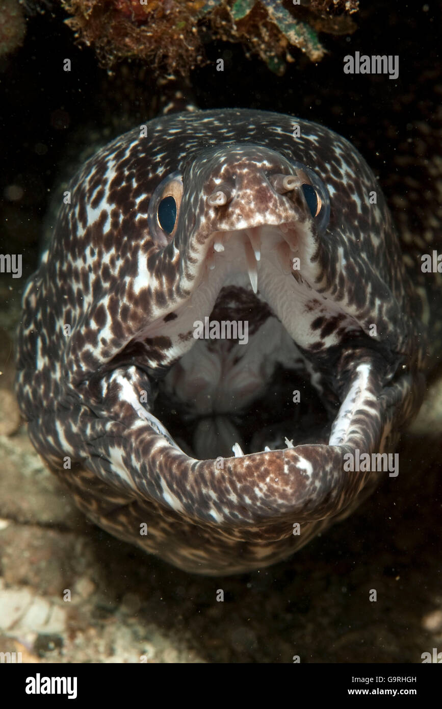 Spotted Moray Eel, Bahamas / (Gymnothorax moringa) Stock Photo