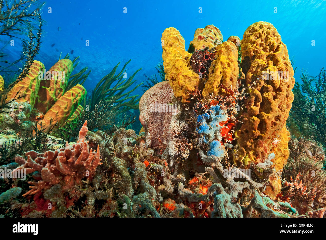 Coral reef, sponges, soft coral Stock Photo Alamy