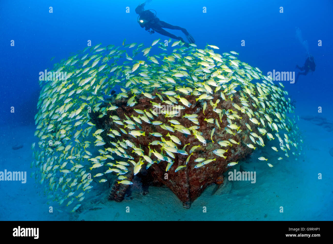Diver, divers, bluestripe snapper, shoal of fish, wreck, Mauritius, Indian Ocean / (Lutjanus kasmira) Stock Photo