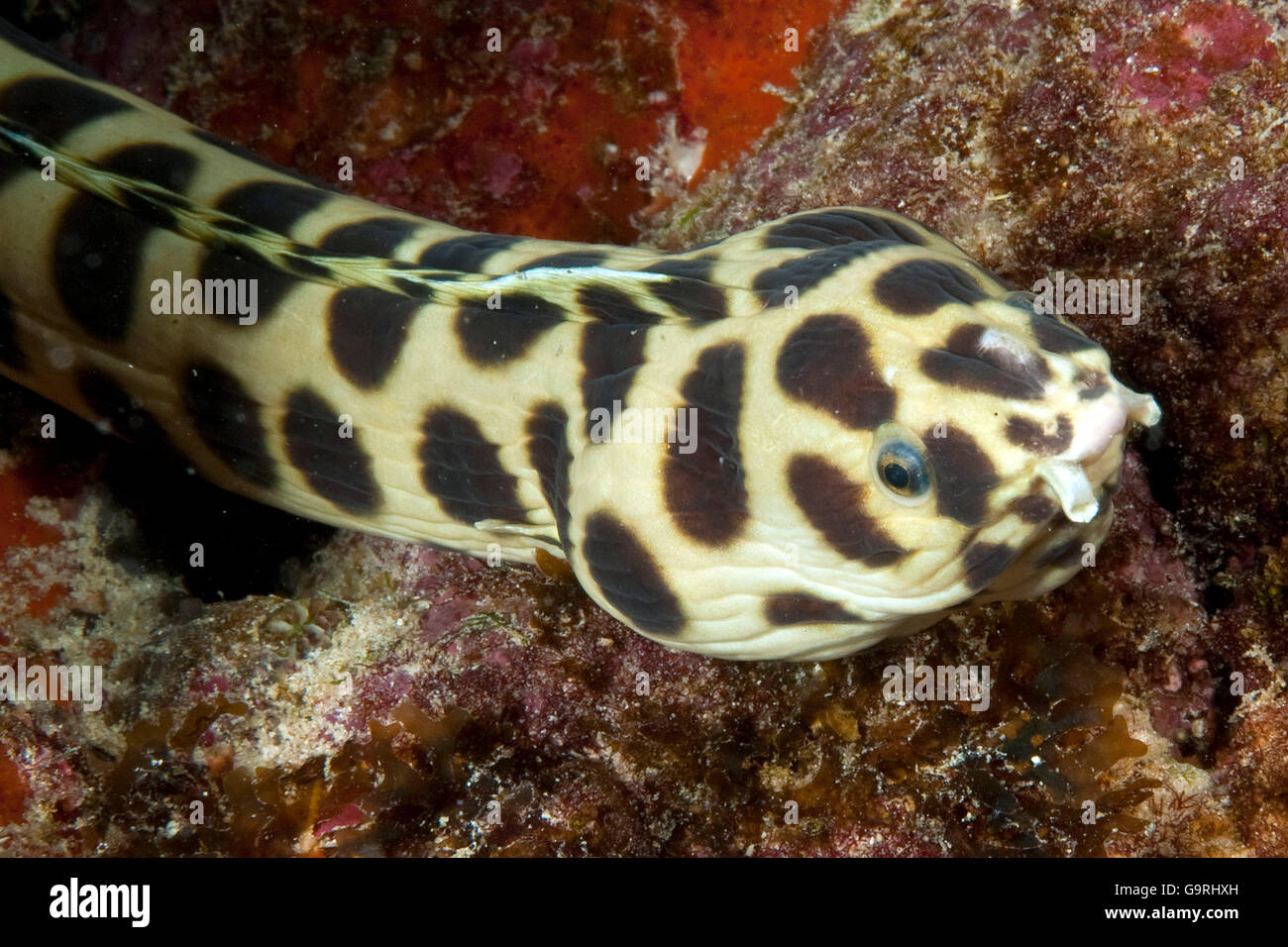 Spotted Snake Eel / (Myrichthys maculosus) Stock Photo