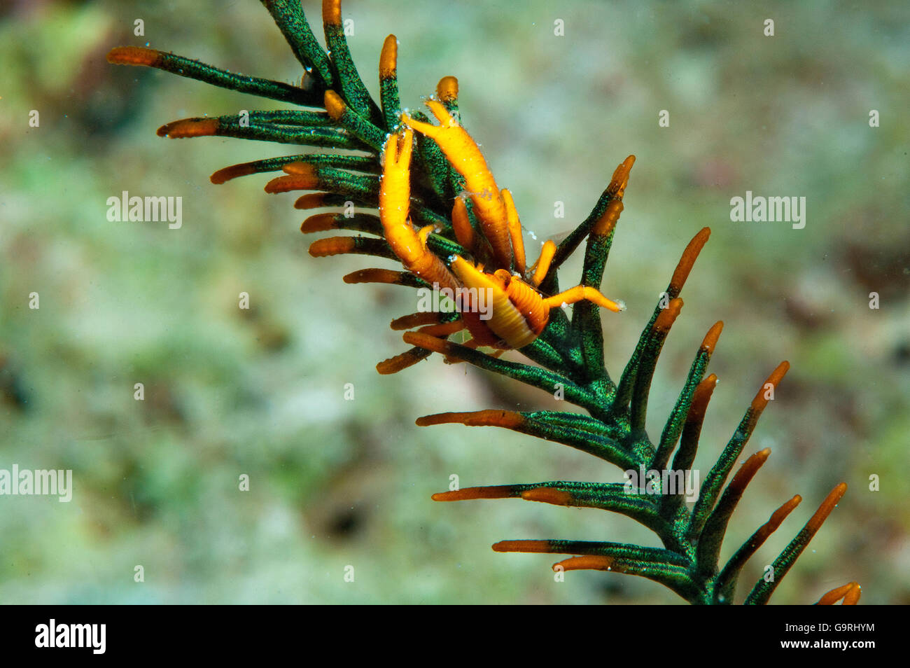 Commensal Shrimp in Featherstar, Cabilao islans, Phippinwes, Asia / (Allogalathea elegans) Stock Photo