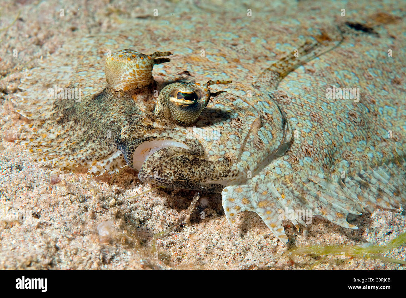 Tropical Flounder / (Bothus mancus) Stock Photo