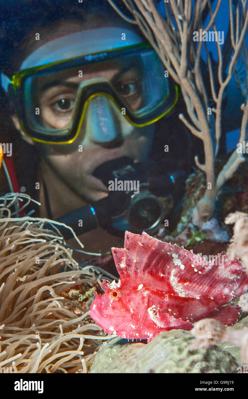 diver with pink leaf scorpionfish, Yap. Micronesia, western pacific / (Taenianotus triacanthus) Stock Photo