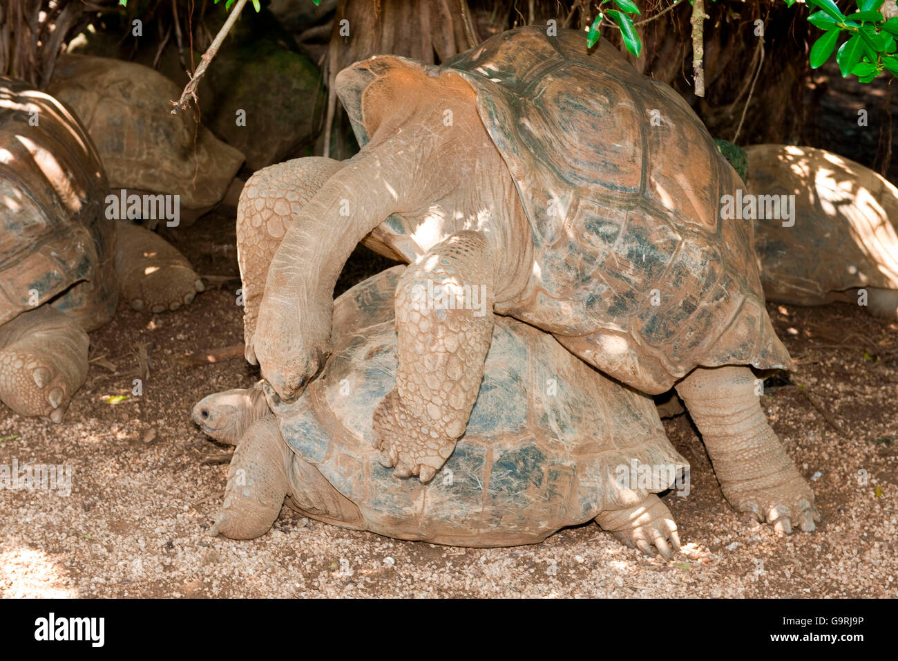 Aldabra giant tortoise, mating, Mauritius, Africa, Indian Ocean /  (Aldabrachelys gigantea) Stock Photo