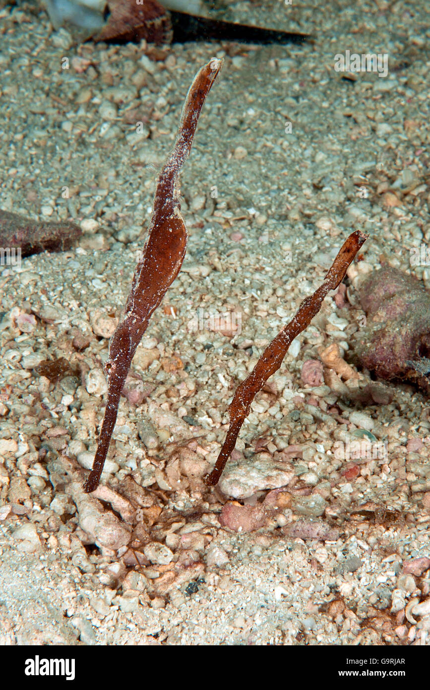Seagrass Ghost Pipefish, Yap, Micronesia, Pacific / (Solenostomus cyanopterus) Stock Photo