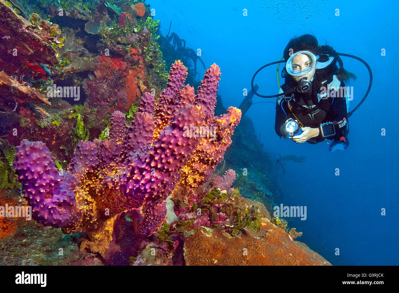 Diver and Branching Tube Sponge, Caribbean, America / (Pseudoceratina crassa) Stock Photo