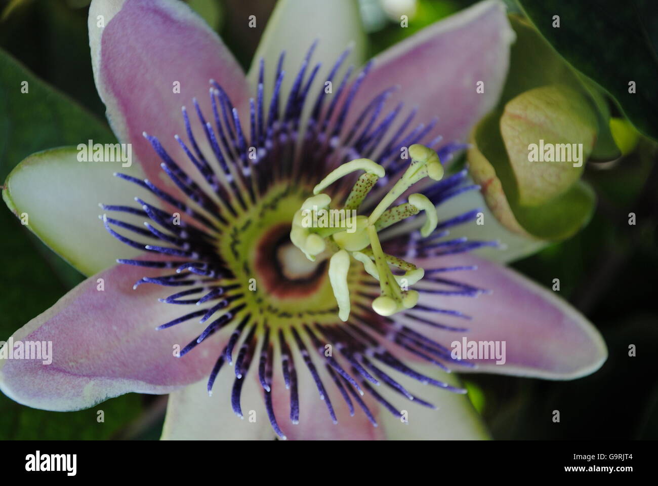 Light purple flower Stock Photo Alamy Light purple flower Stock Photo Alamy