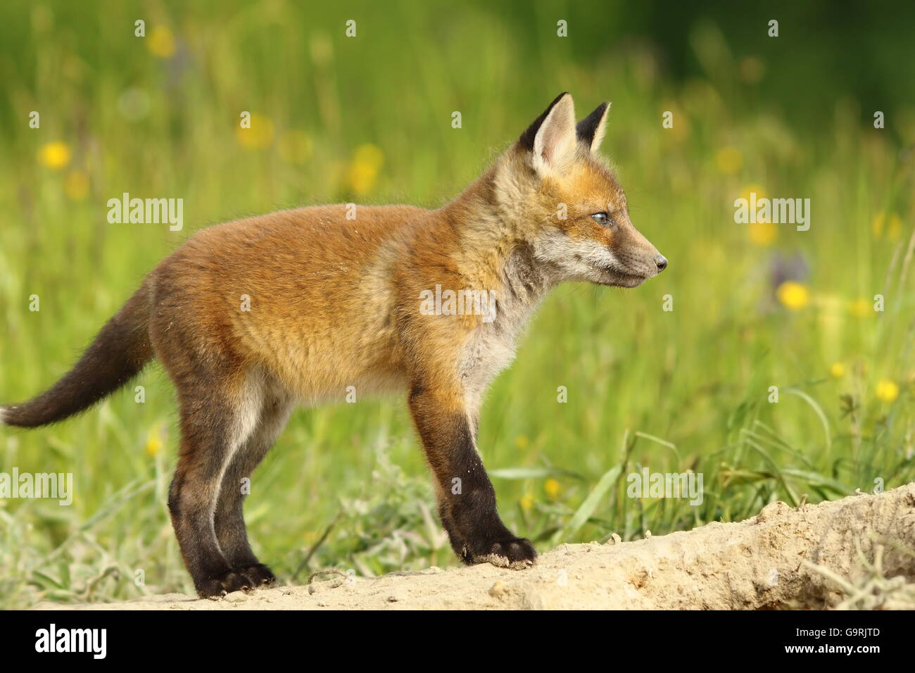 adorable red fox cub in the wild ( Vulpes vulpes ) Stock Photo