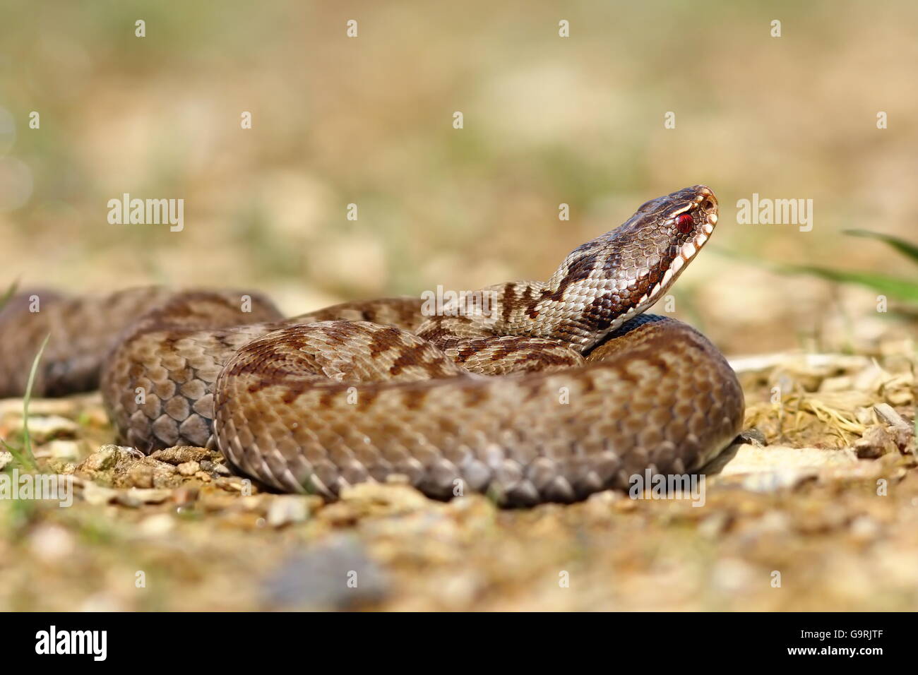 beautiful european venomous snake on the ground ( Vipera berus, the european common crossed adder, female ) Stock Photo