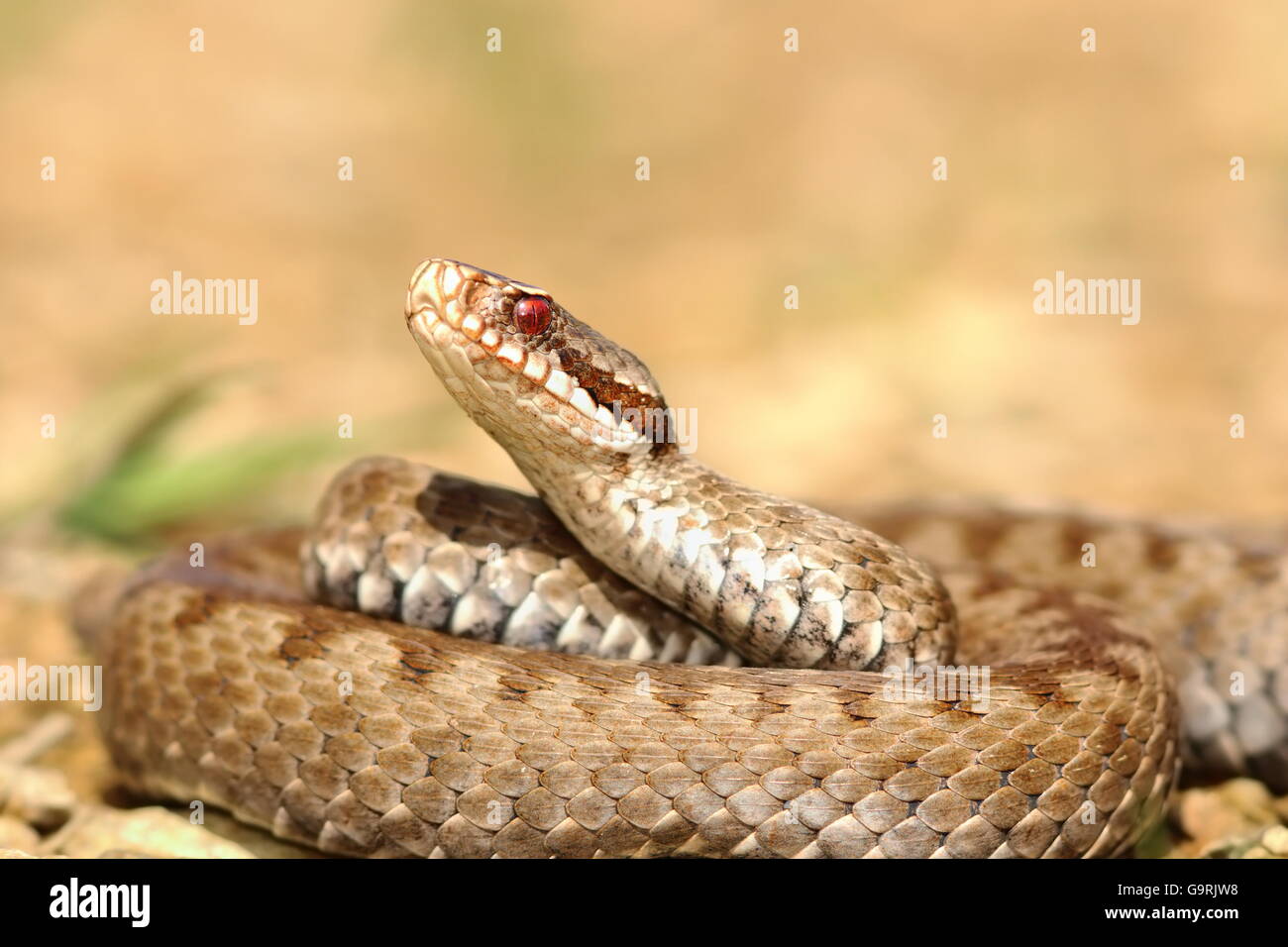 closeup of european crossed adder ( Vipera berus ) Stock Photo