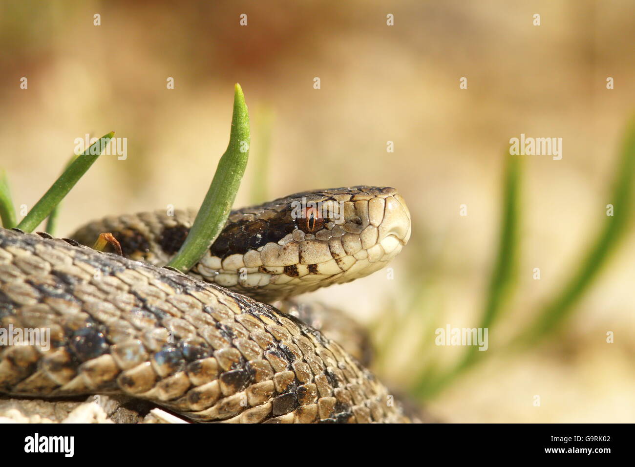 Vipera ursinii rakosiensis - male,  the meadow viper from Transylvania - probably the most endangered snake in Europe, closeup-I Stock Photo