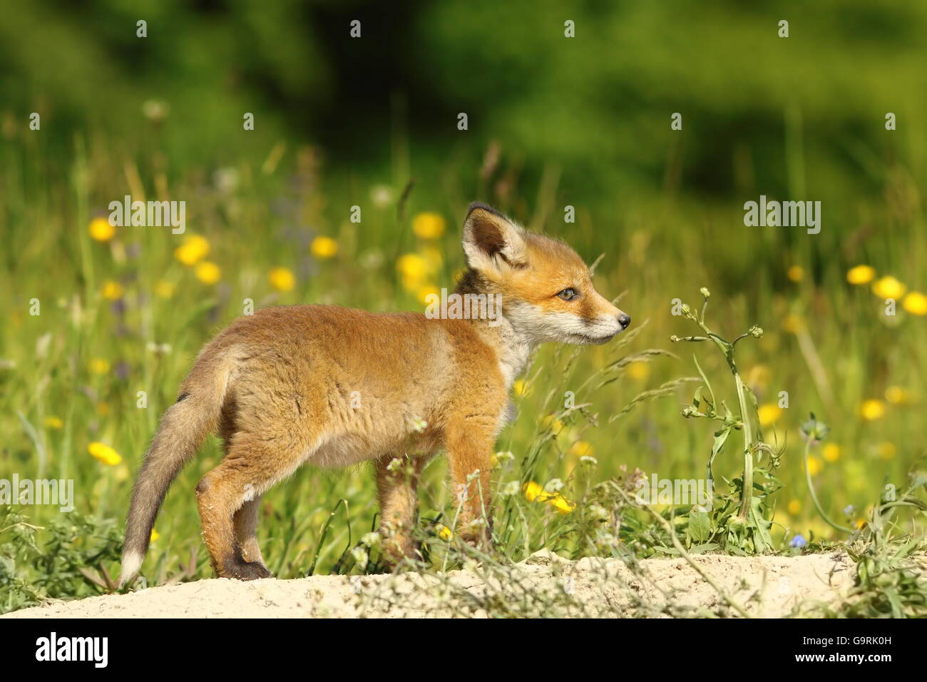 young red fox exploring the surroundings near the burrow ( Vulpes vulpes ) Stock Photo
