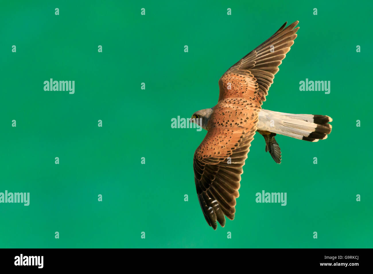 The common kestrel (Falco tinnunculus). Male hunting a prey passerine seen from above the bird of prey Stock Photo