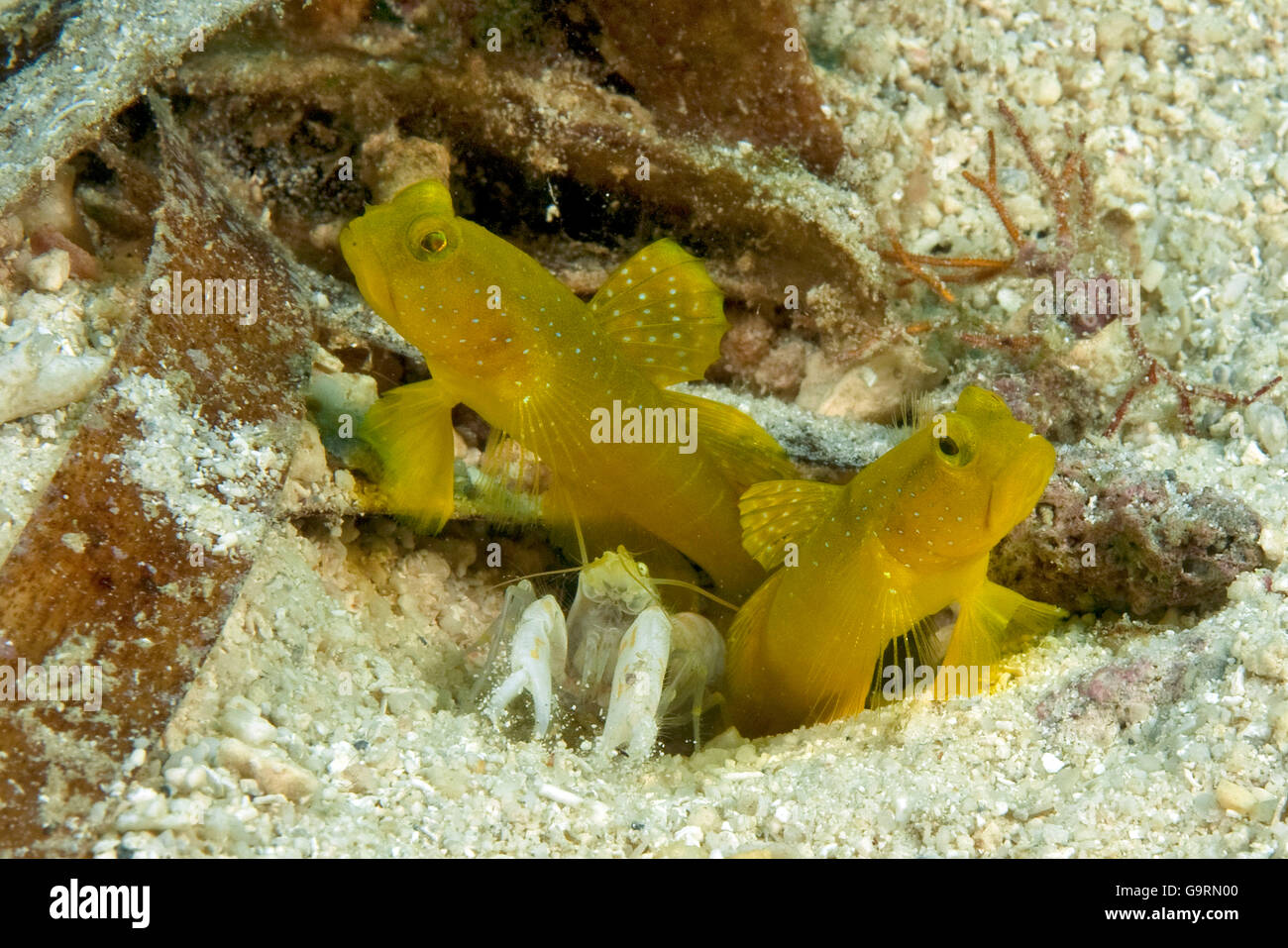 Yellow prawn goby and marbled pistol shrimp / (Cryptocentrus cinctus), (Alpheus rapax) Stock Photo