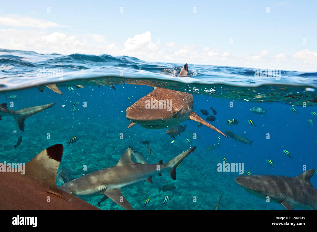 Grey Reef Shark / (Carcharhinus amblyrhynchos) and Blacktip Reef Shark / (Carcharhinus melanopterus), maneater, pacific, indian ocean, red sea Stock Photo
