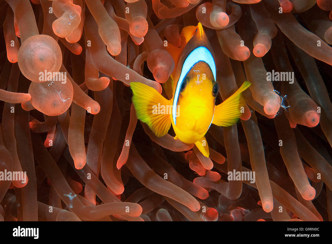 Anemonefish, clownfish, Sinai, Hurghada, Marsa Alam, El Quseir, Hamata, Egypt, Aqaba, Jordania, Sudan, Red Sea / (Amphiprion bicinctus) Stock Photo