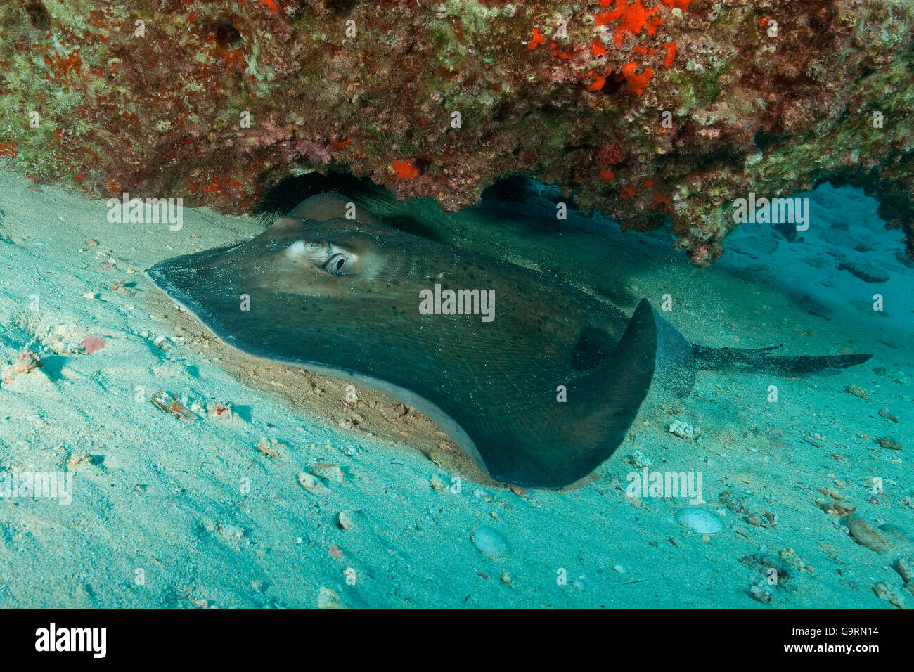 Atlantic stingray (Dasyatis sabina) Stock Photo