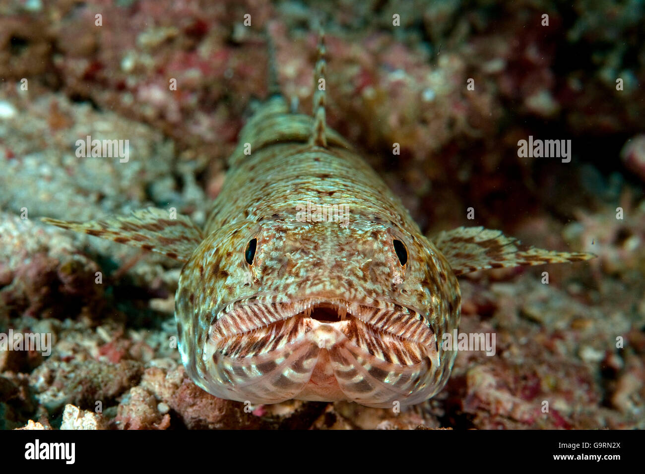 Slender Lizardfish / (Saurida gracilis) / Blotchy lizardfish Stock Photo