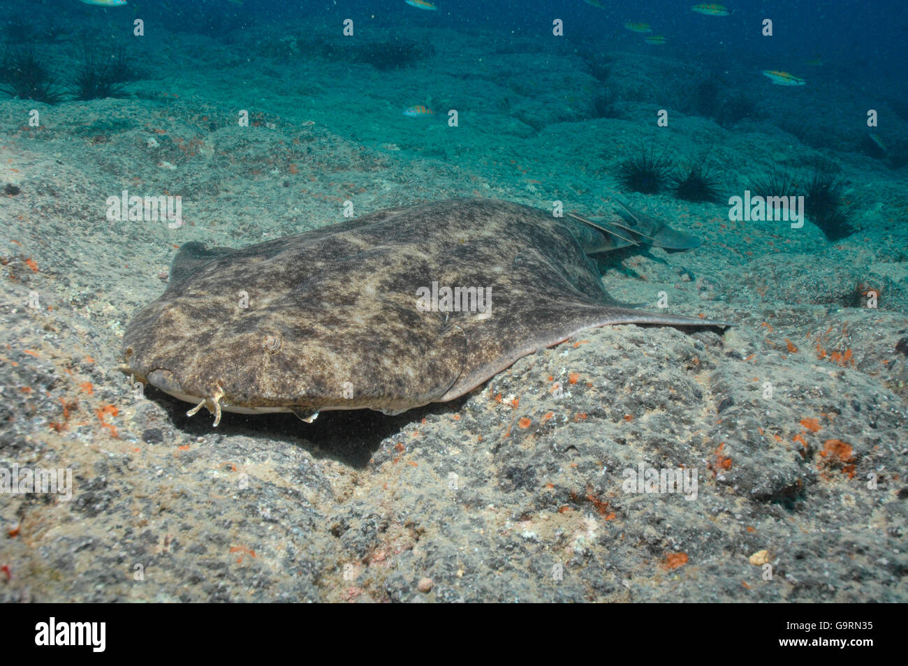 Angel Shark, Canary Islands / (Squatina squatina) Stock Photo