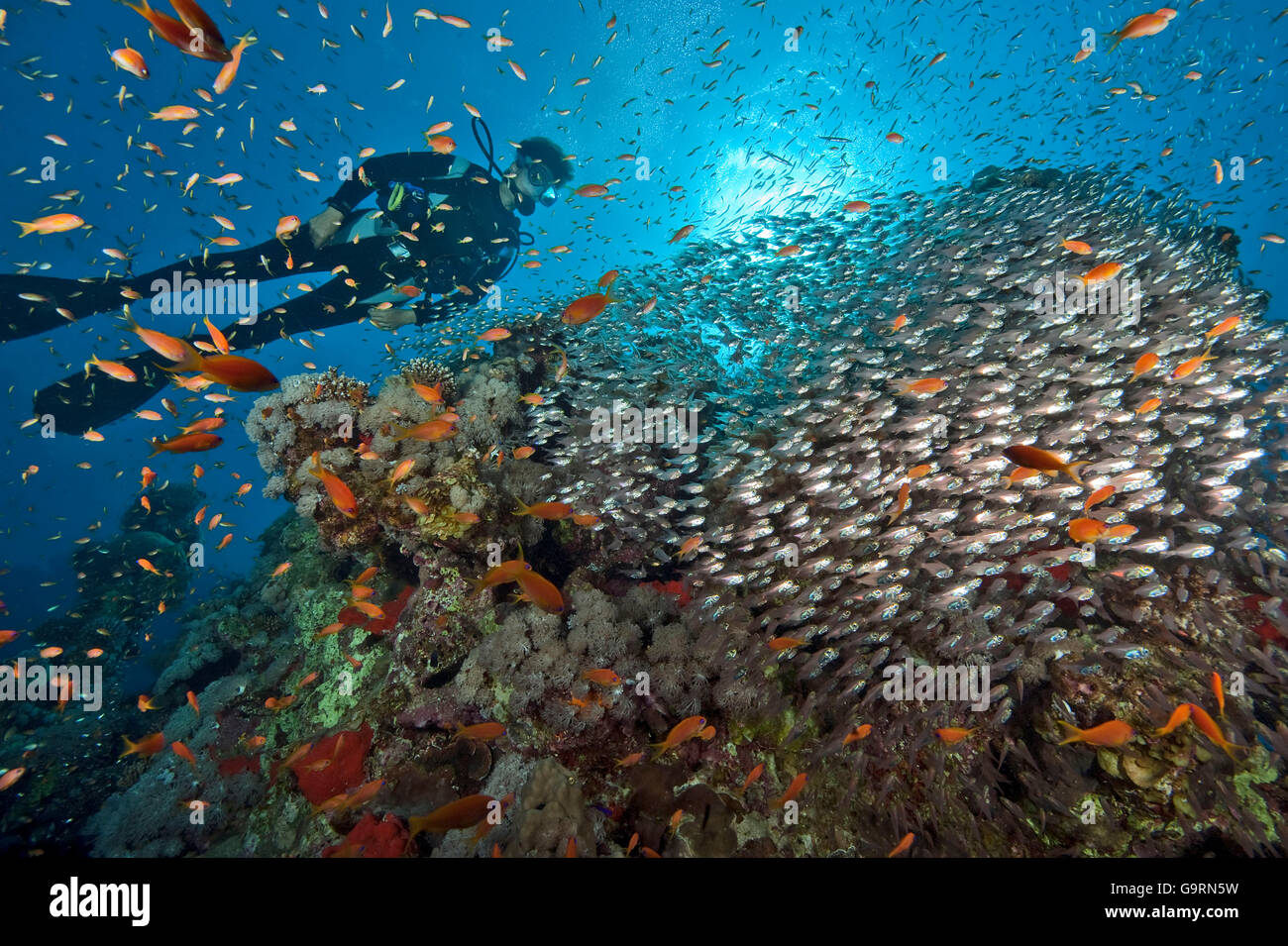 diver and school of sweeper and Lyretail anthias, Red Sea / (Parapriacanthus guentheri) and (Pseudanthias squamipinnis) Stock Photo