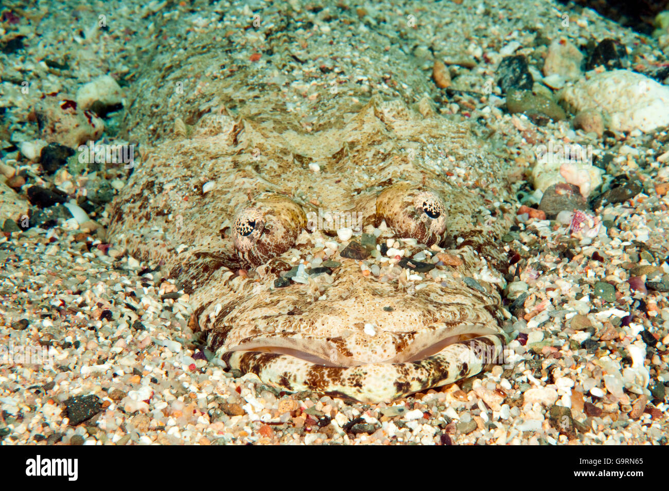 Carpet flathead, Red Sea / (Papilloculiceps longiceps) Stock Photo
